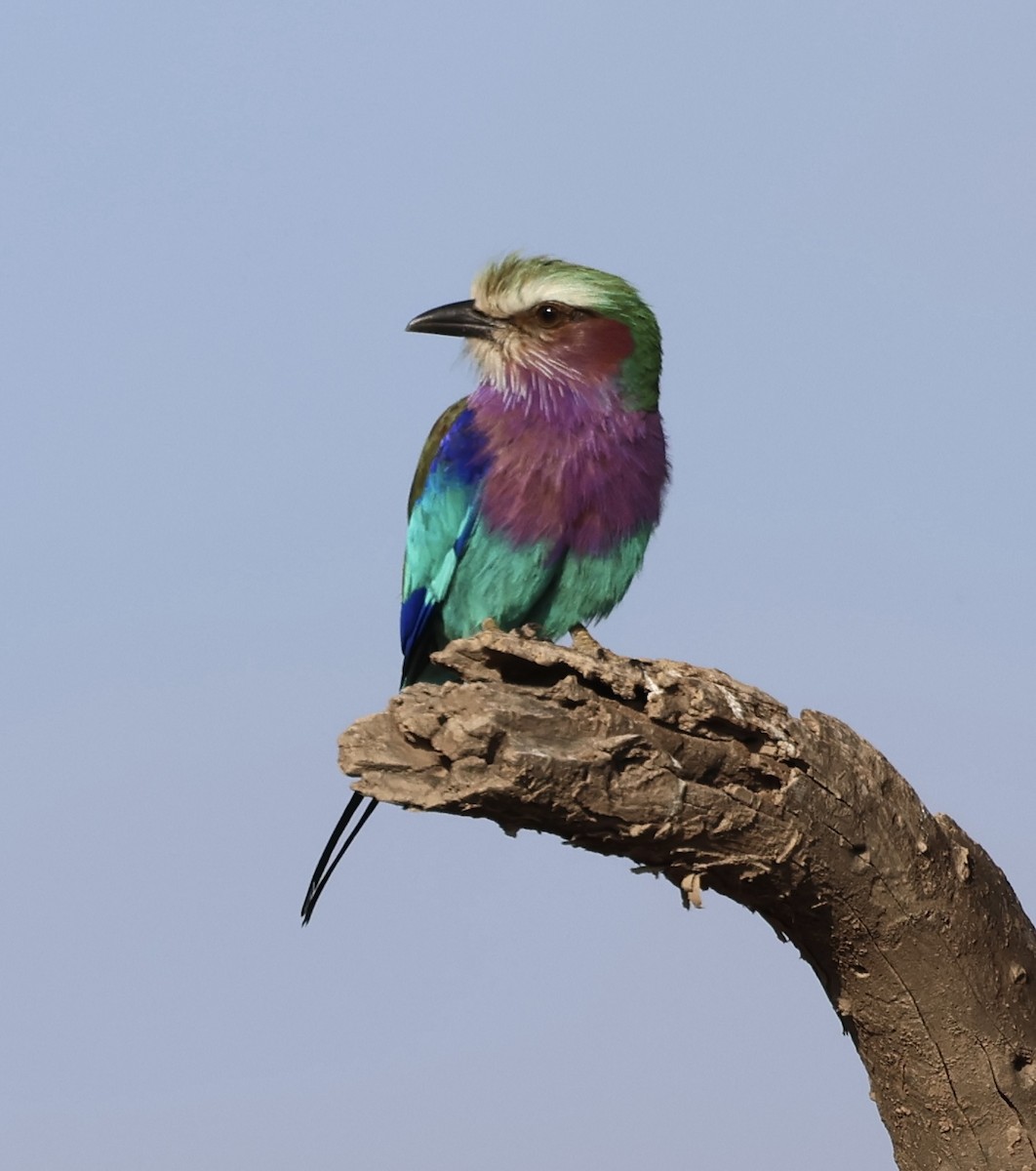 Leylak Renkli Gökkuzgun - ML646638396