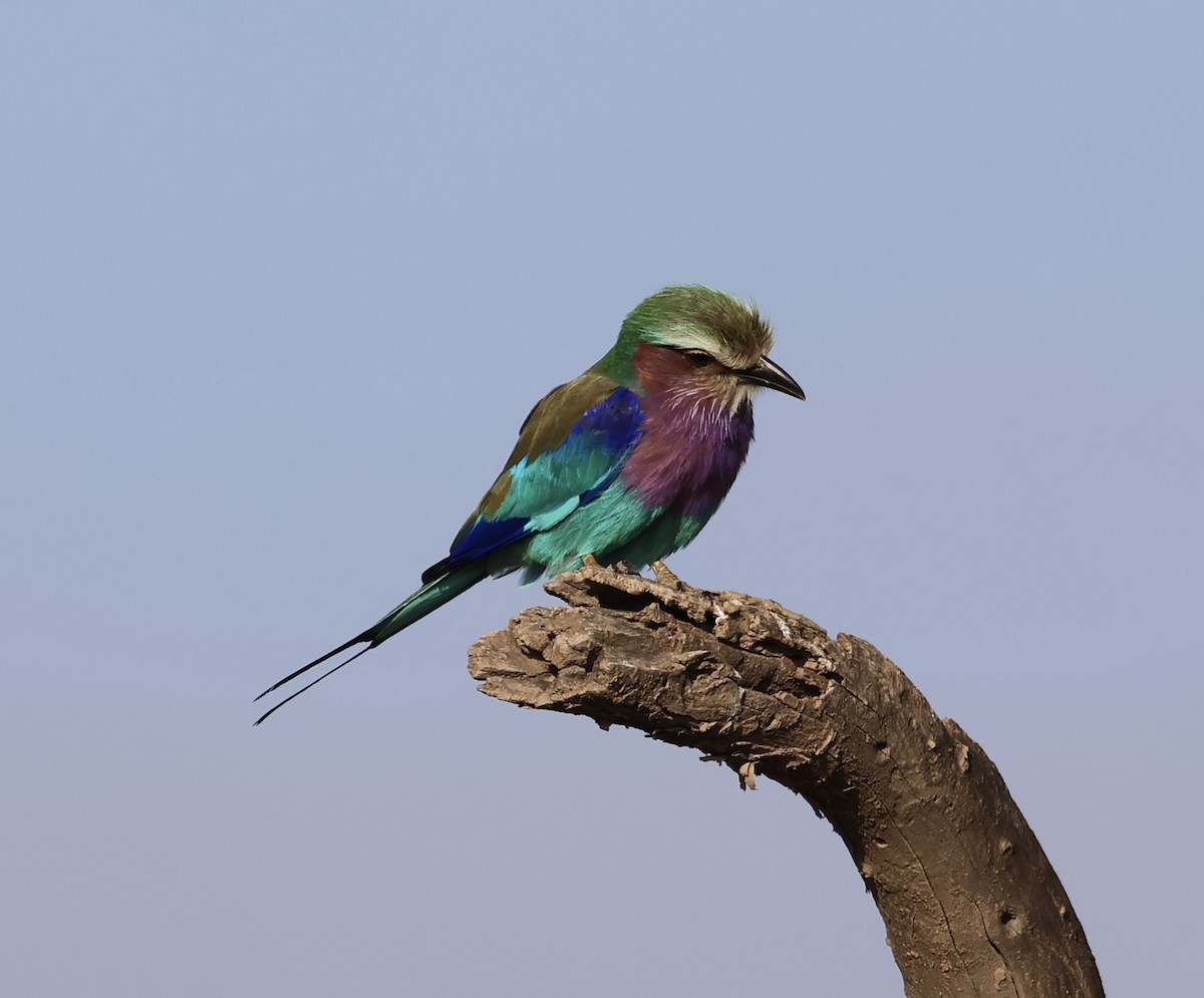 Leylak Renkli Gökkuzgun - ML646638397