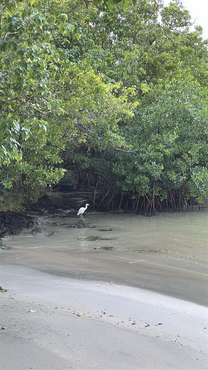 Little Blue Heron - ML646638399