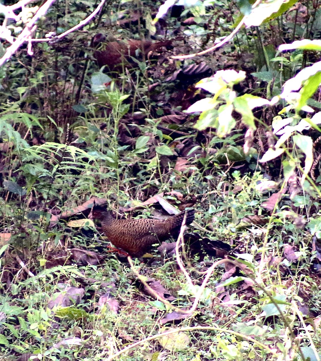 Red Spurfowl - ML646638403