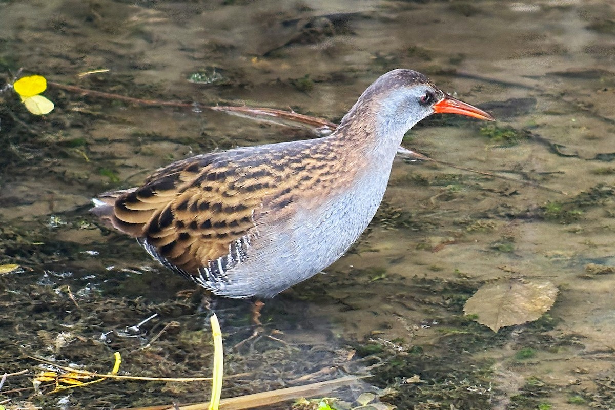 Water Rail - ML646638404