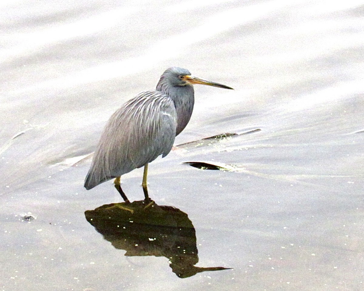 Garceta Tricolor - ML646638406
