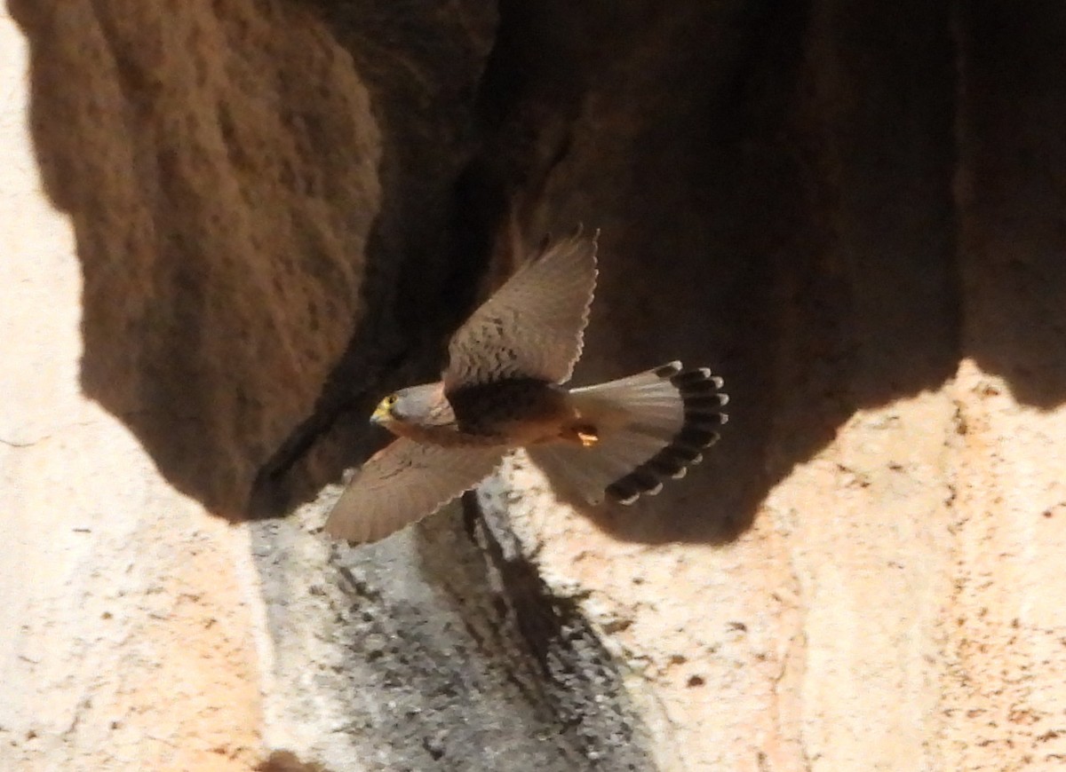 Боривітер звичайний - ML646638407