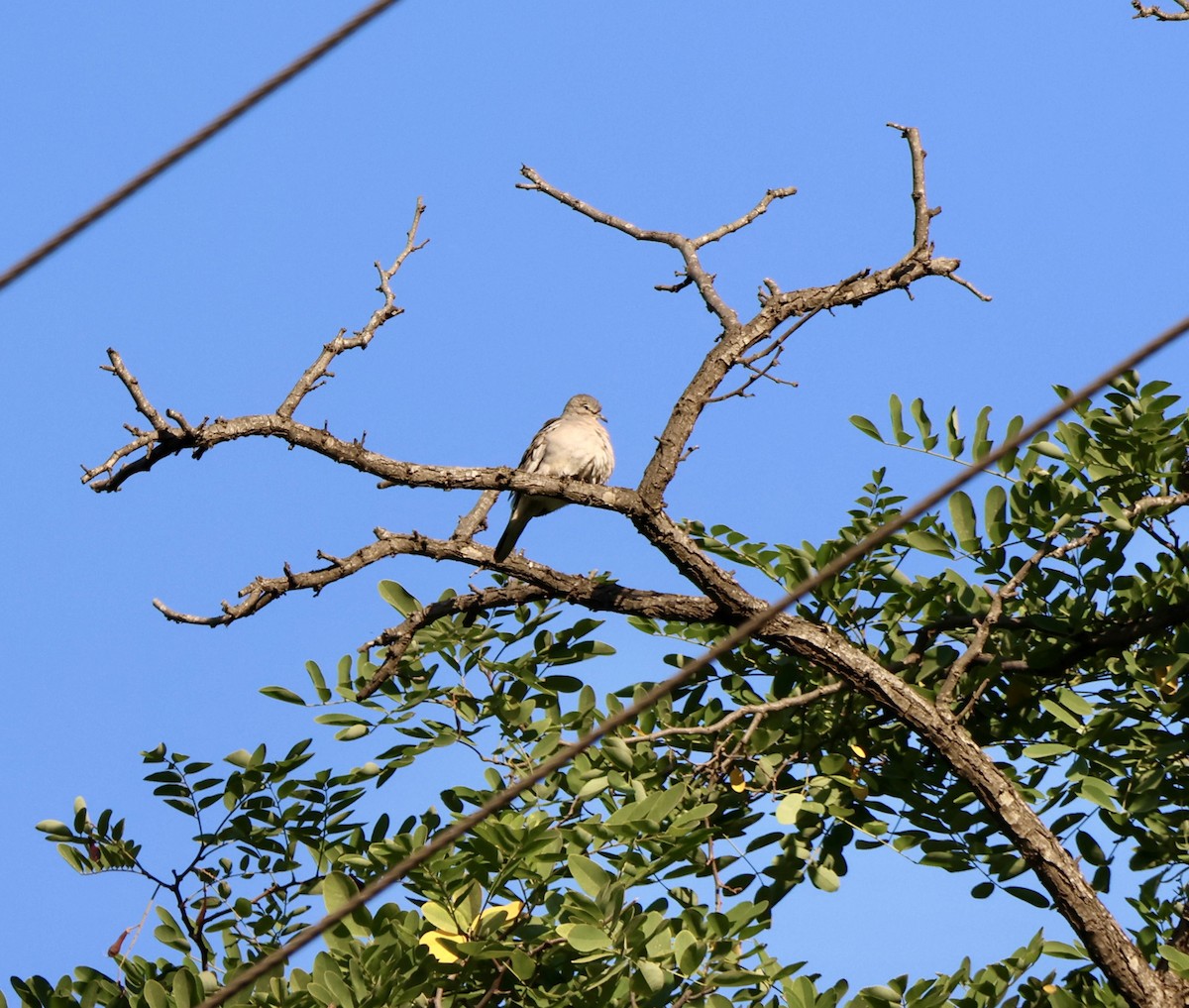 Picui Ground Dove - ML646638409