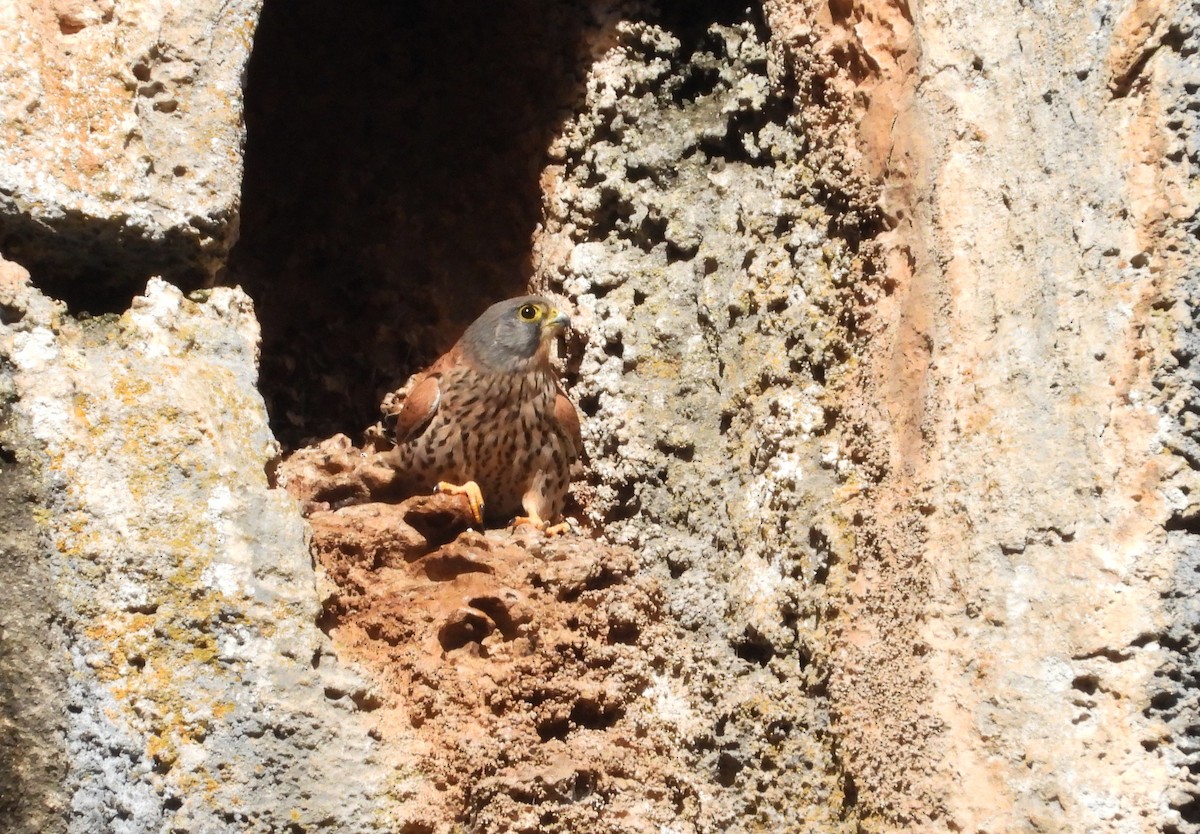 Боривітер звичайний - ML646638411