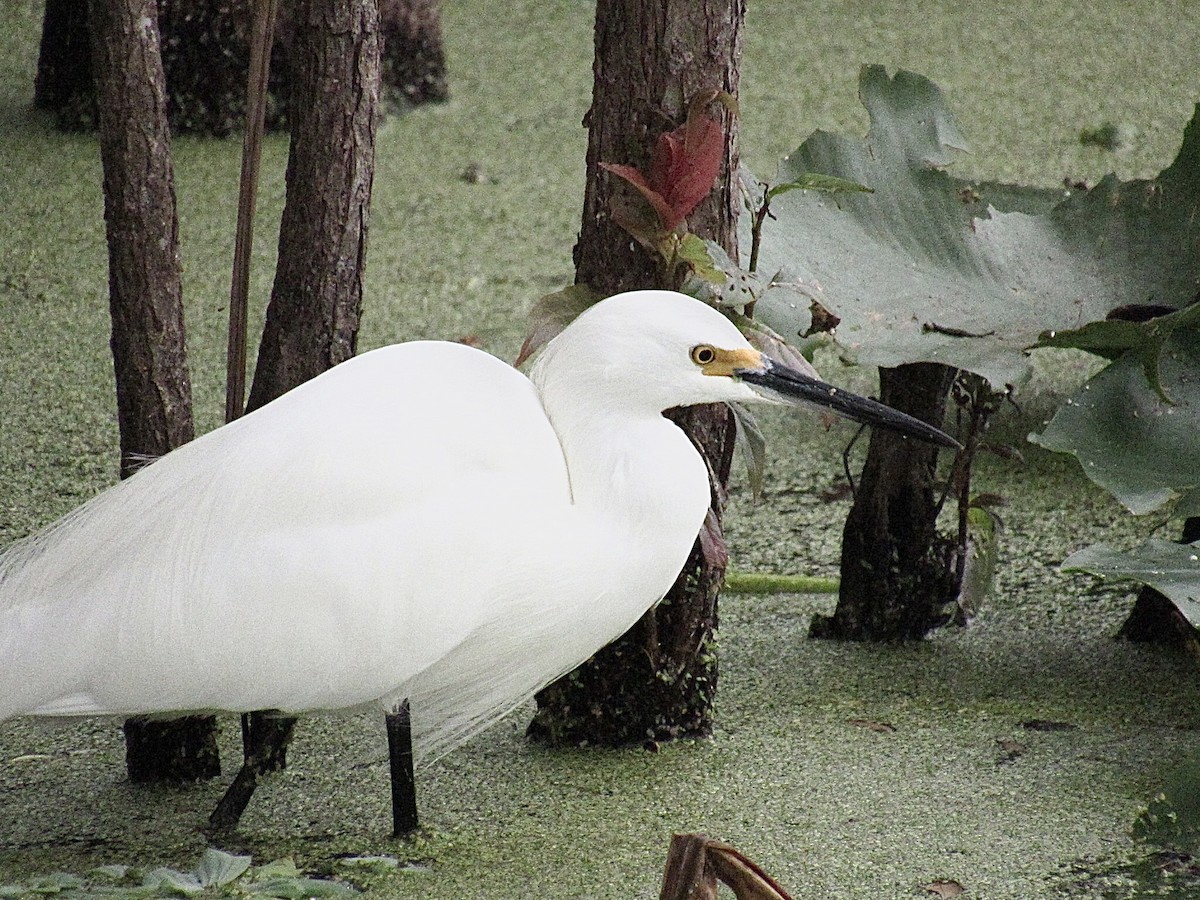 Garceta Nívea - ML646638412