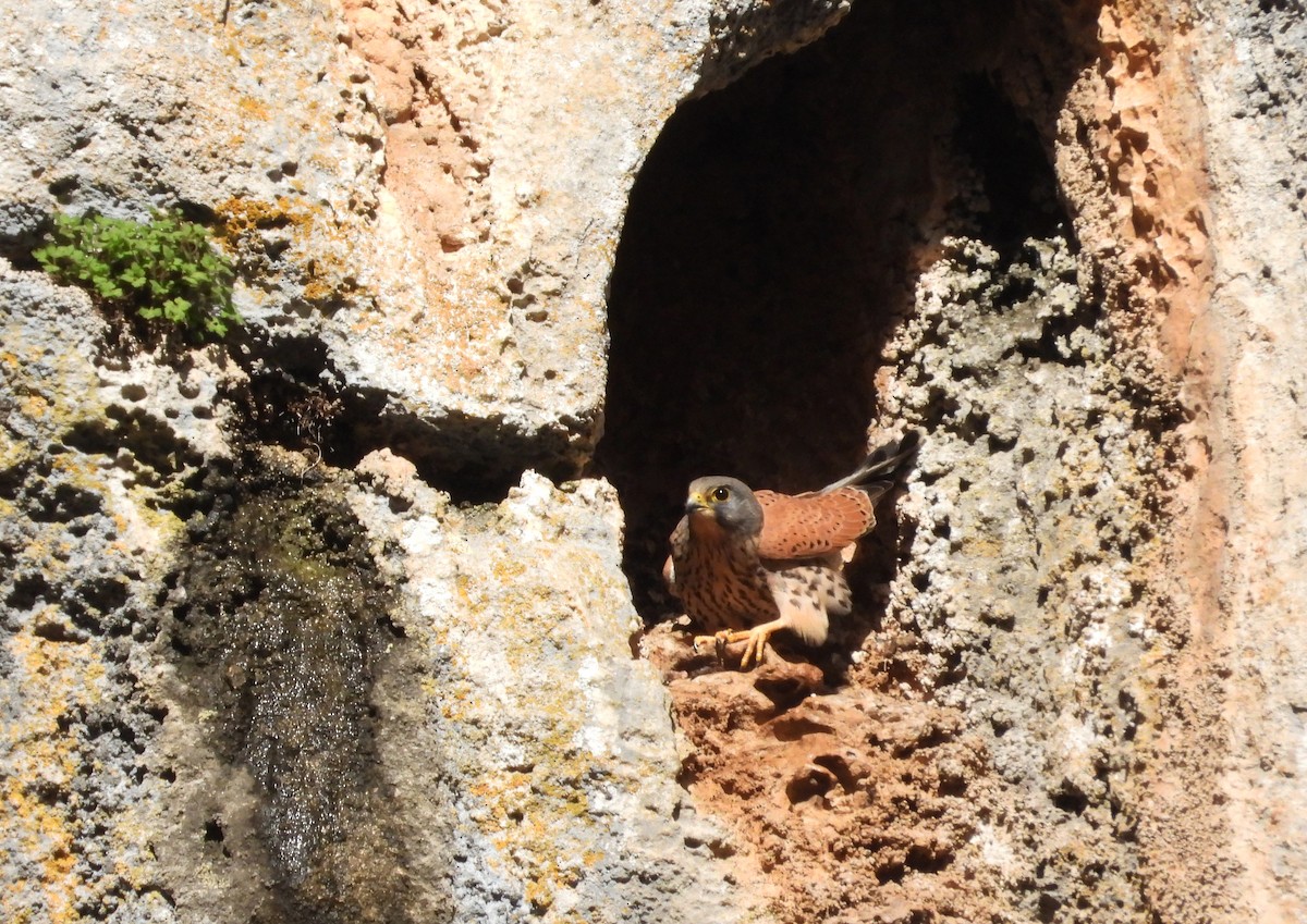 Боривітер звичайний - ML646638413