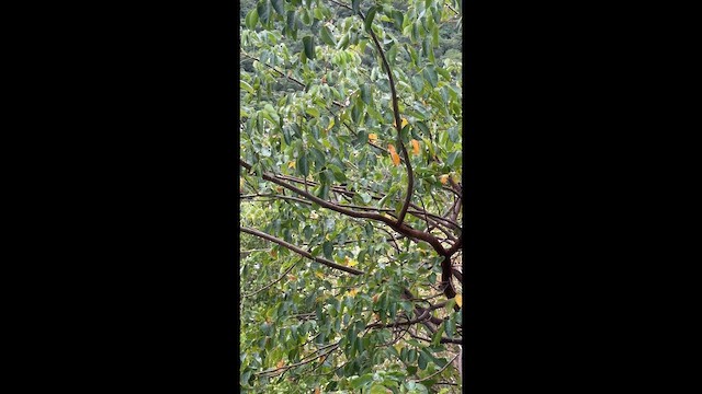 Lesser Antillean Bullfinch - ML646638415