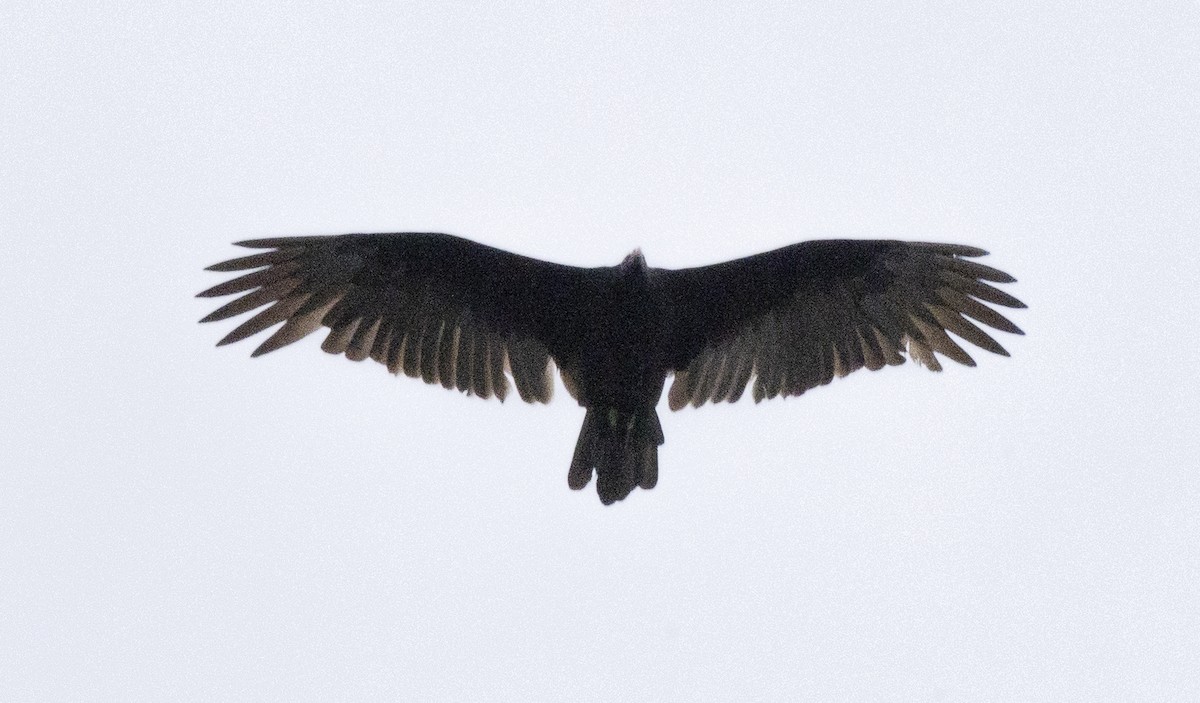 Turkey Vulture - ML646638416