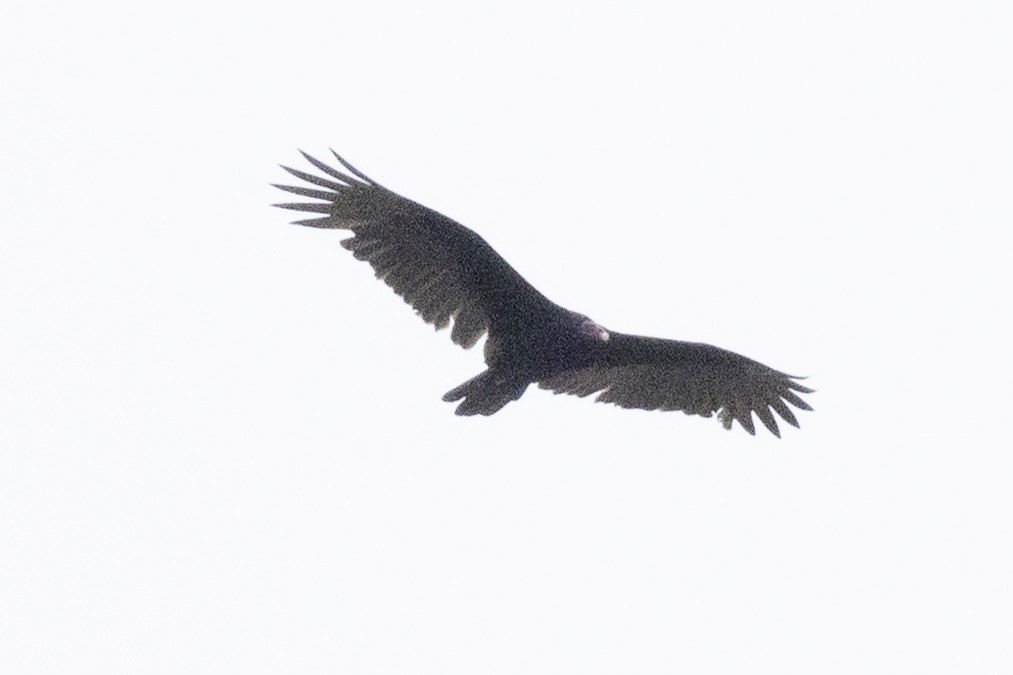 Turkey Vulture - ML646638417
