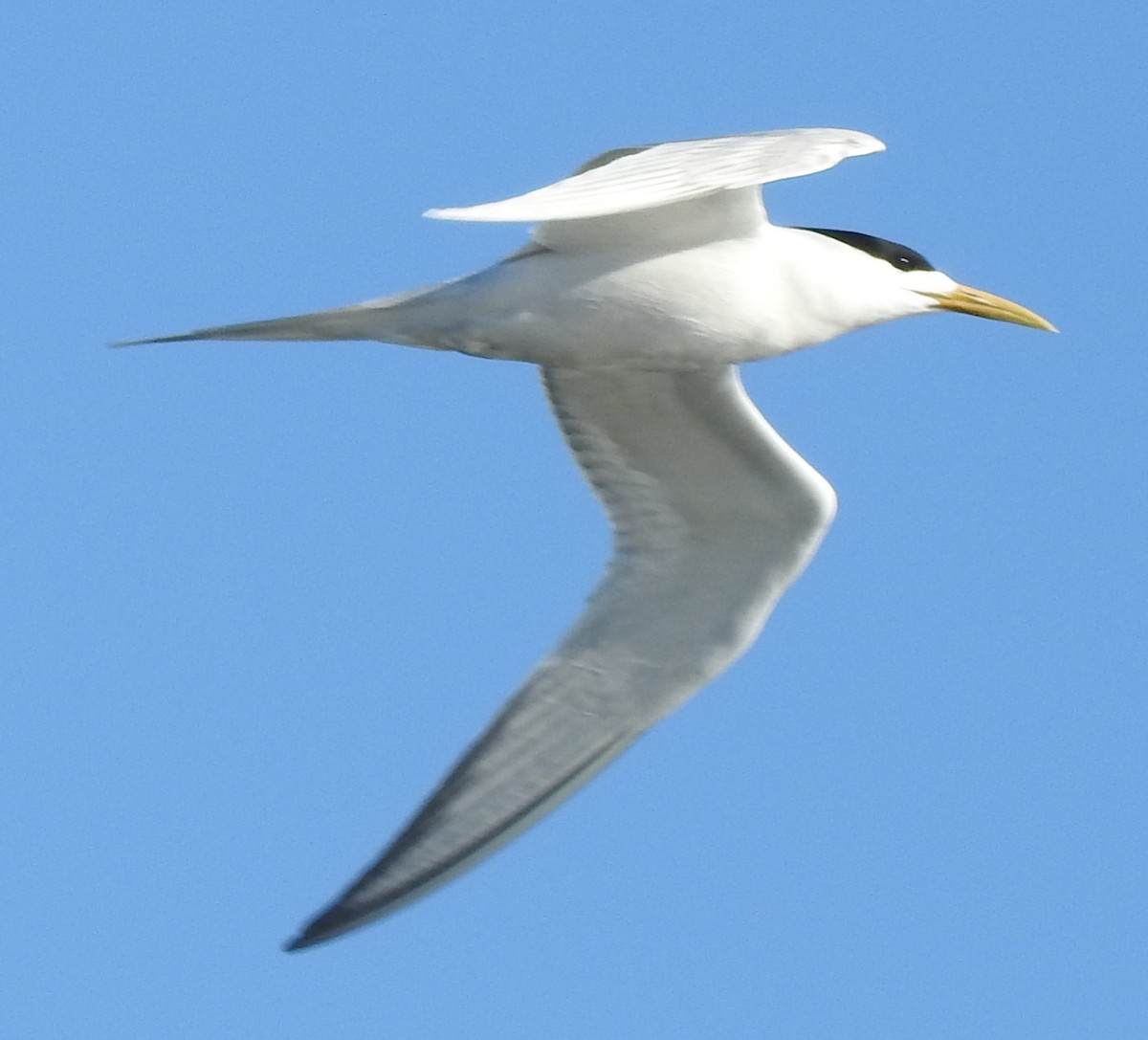 Sterne huppée - ML646638418