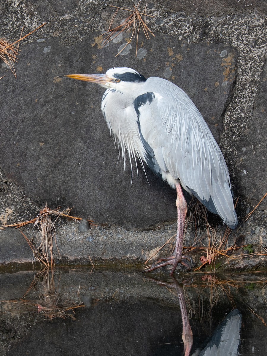 gråhegre - ML646638419