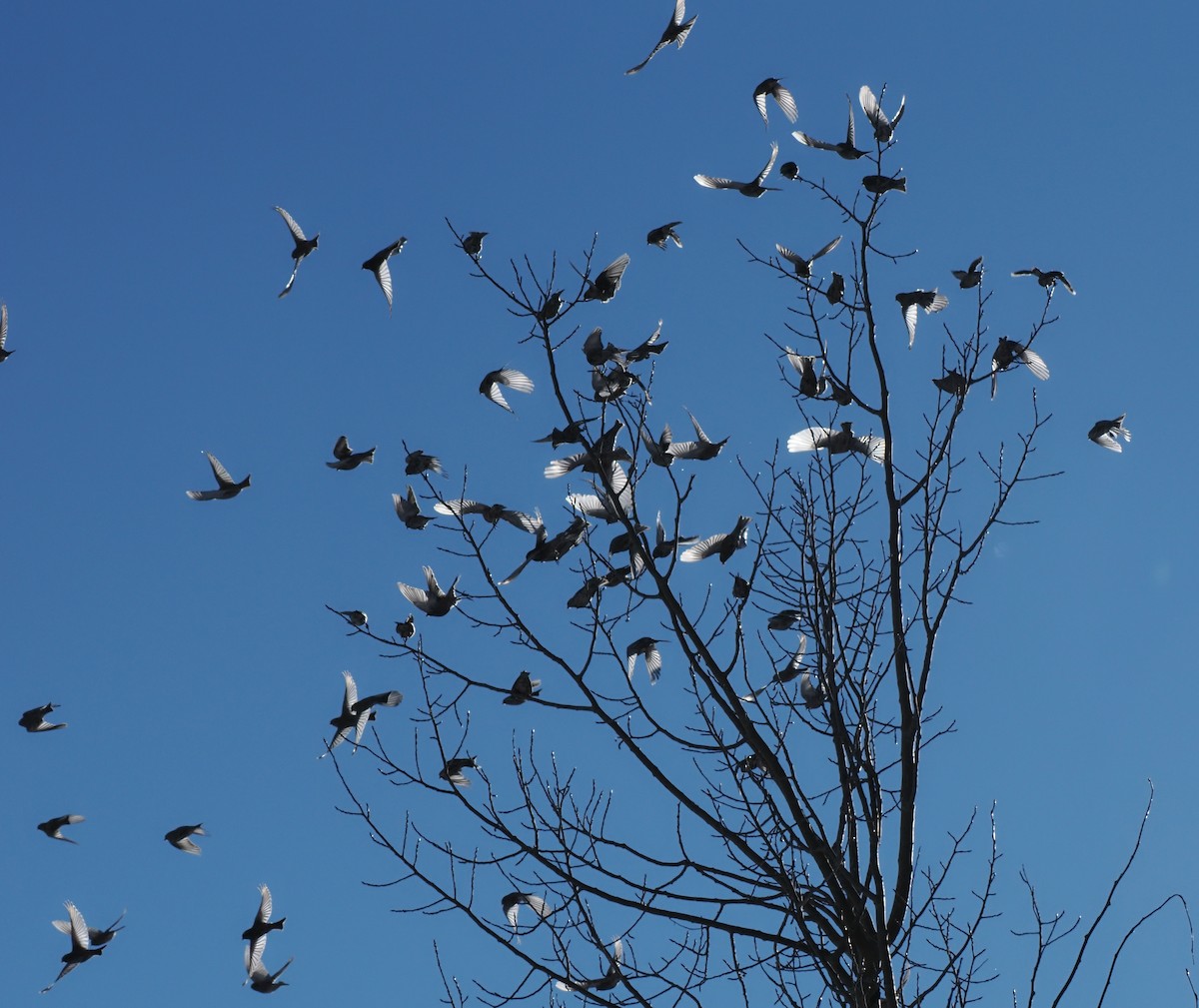 rosy-finch sp. - ML646638421