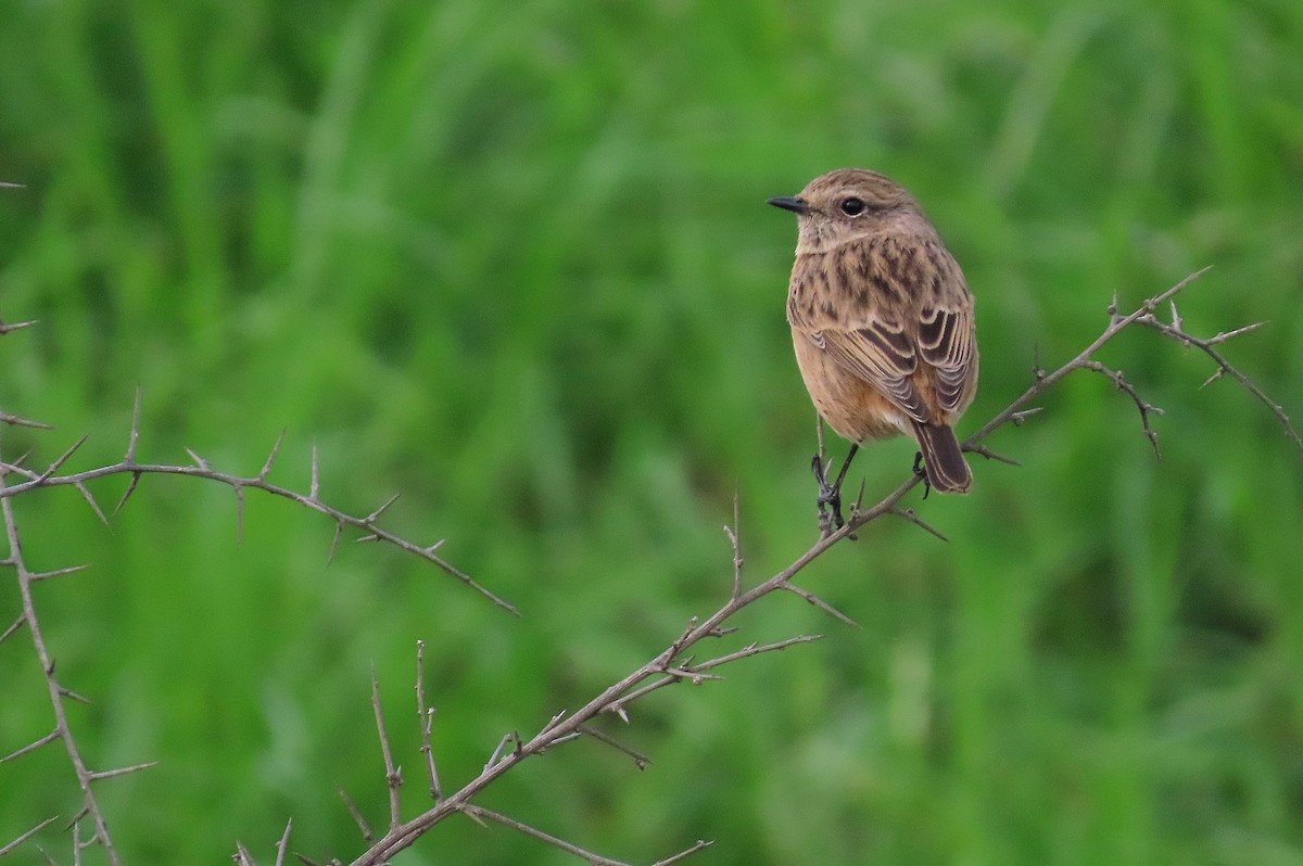 European Stonechat - ML646638422