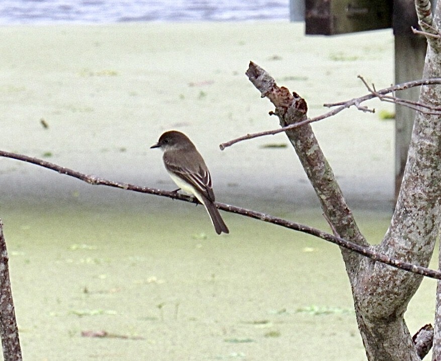 Mosquero Fibí - ML646638424