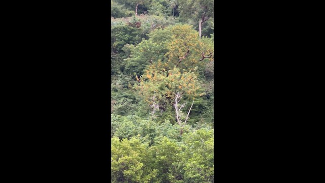 Gray Kingbird - ML646638427