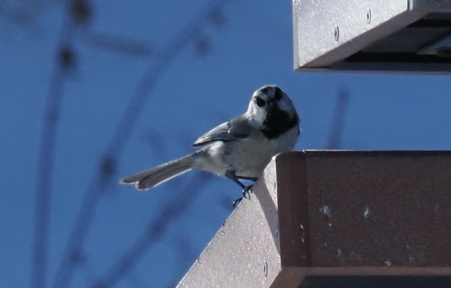 Mountain Chickadee (Rocky Mts.) - ML646638428