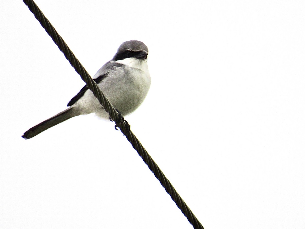 Loggerhead Shrike - ML646638429