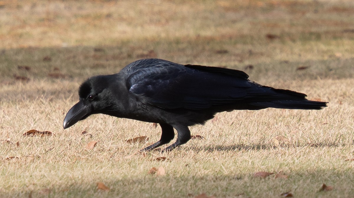 tykknebbkråke - ML646638430