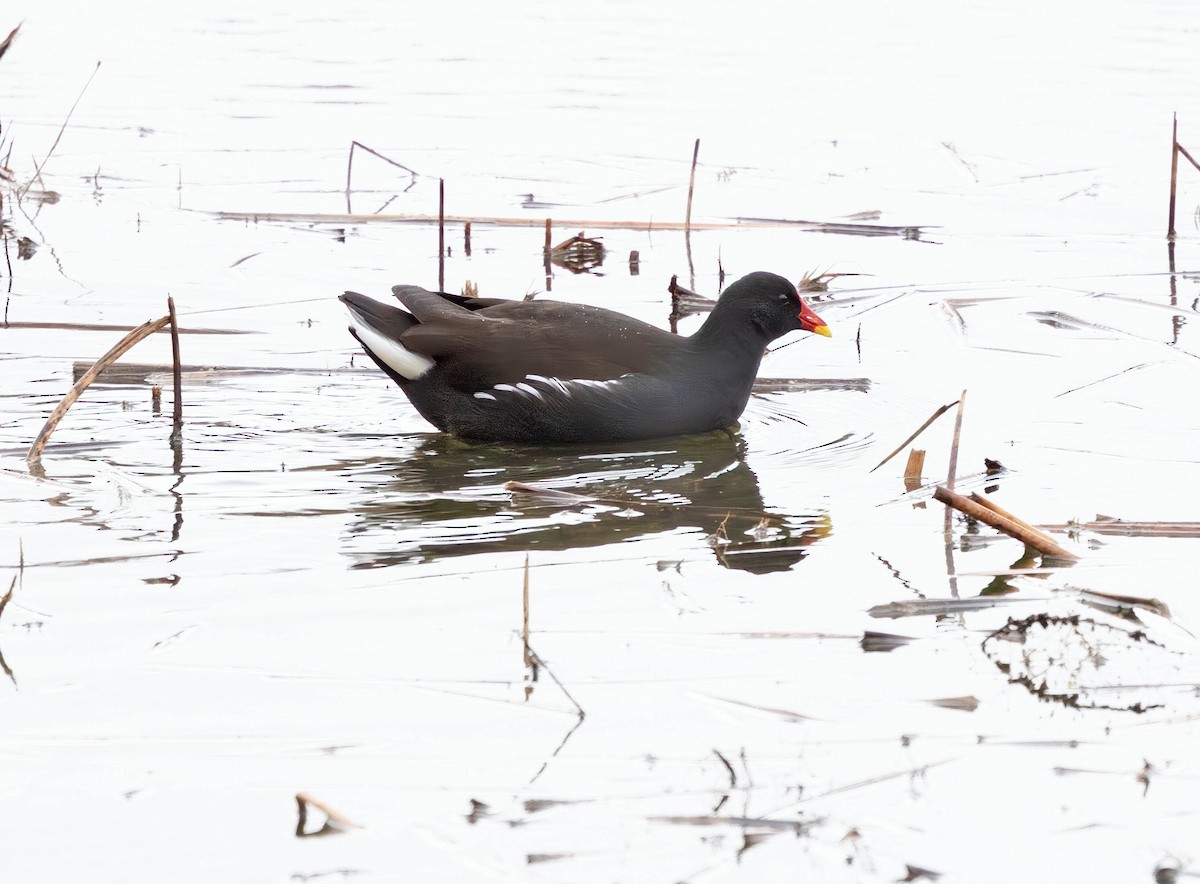 紅冠水雞 - ML646638431