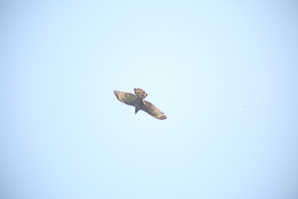 東方蜂鷹 - ML646638432