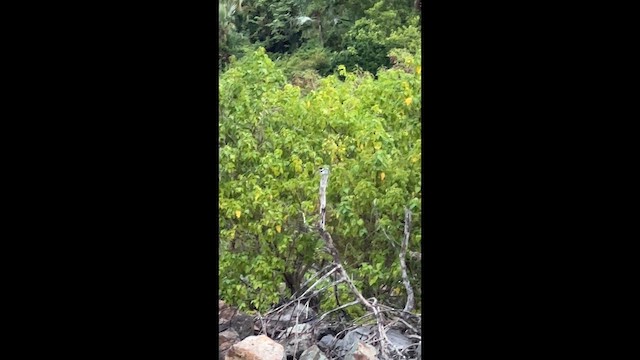 Belted Kingfisher - ML646638441