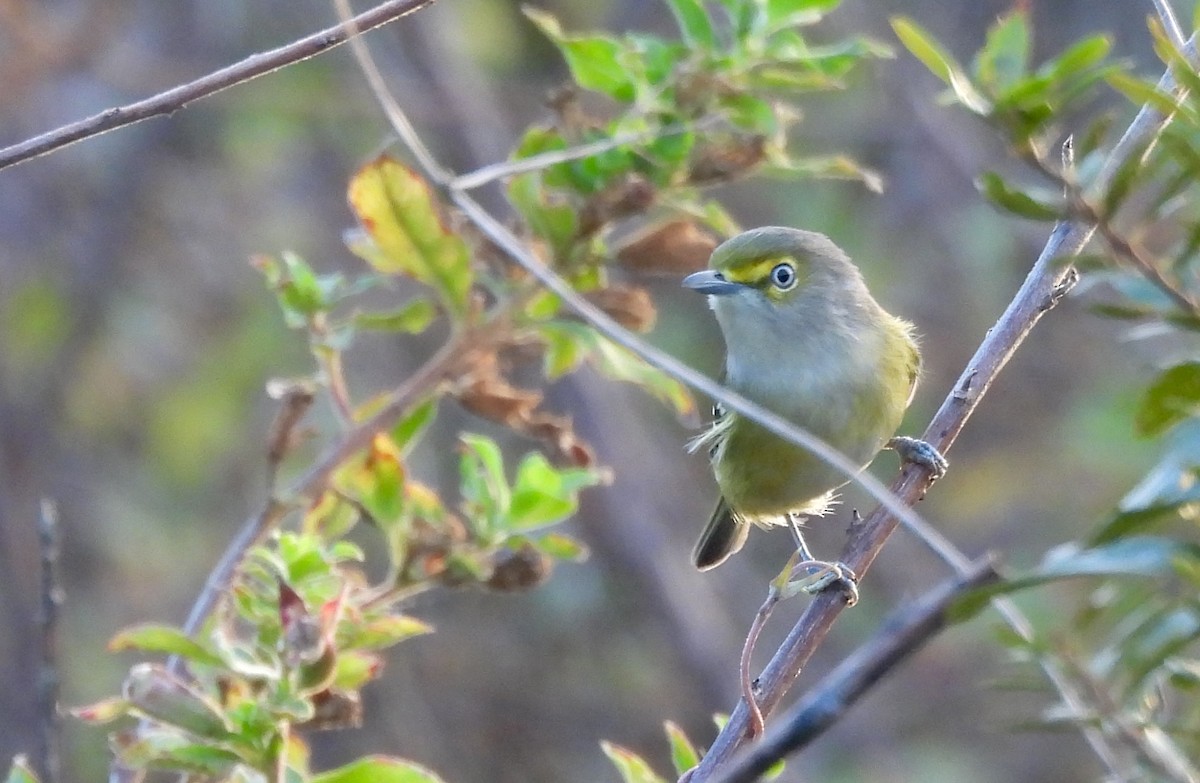 White-eyed Vireo - ML646638443