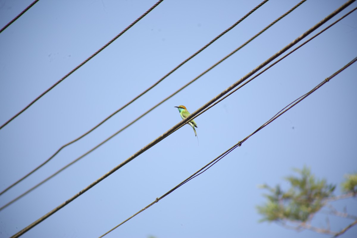 Asian Green Bee-eater - ML646638455