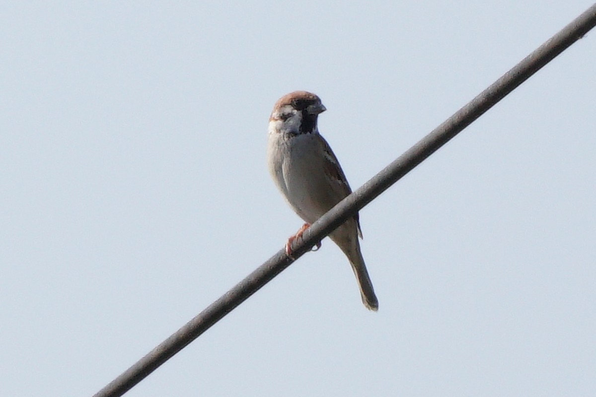 Eurasian Tree Sparrow - ML646638459