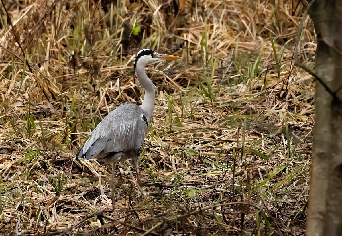 蒼鷺 - ML646638460