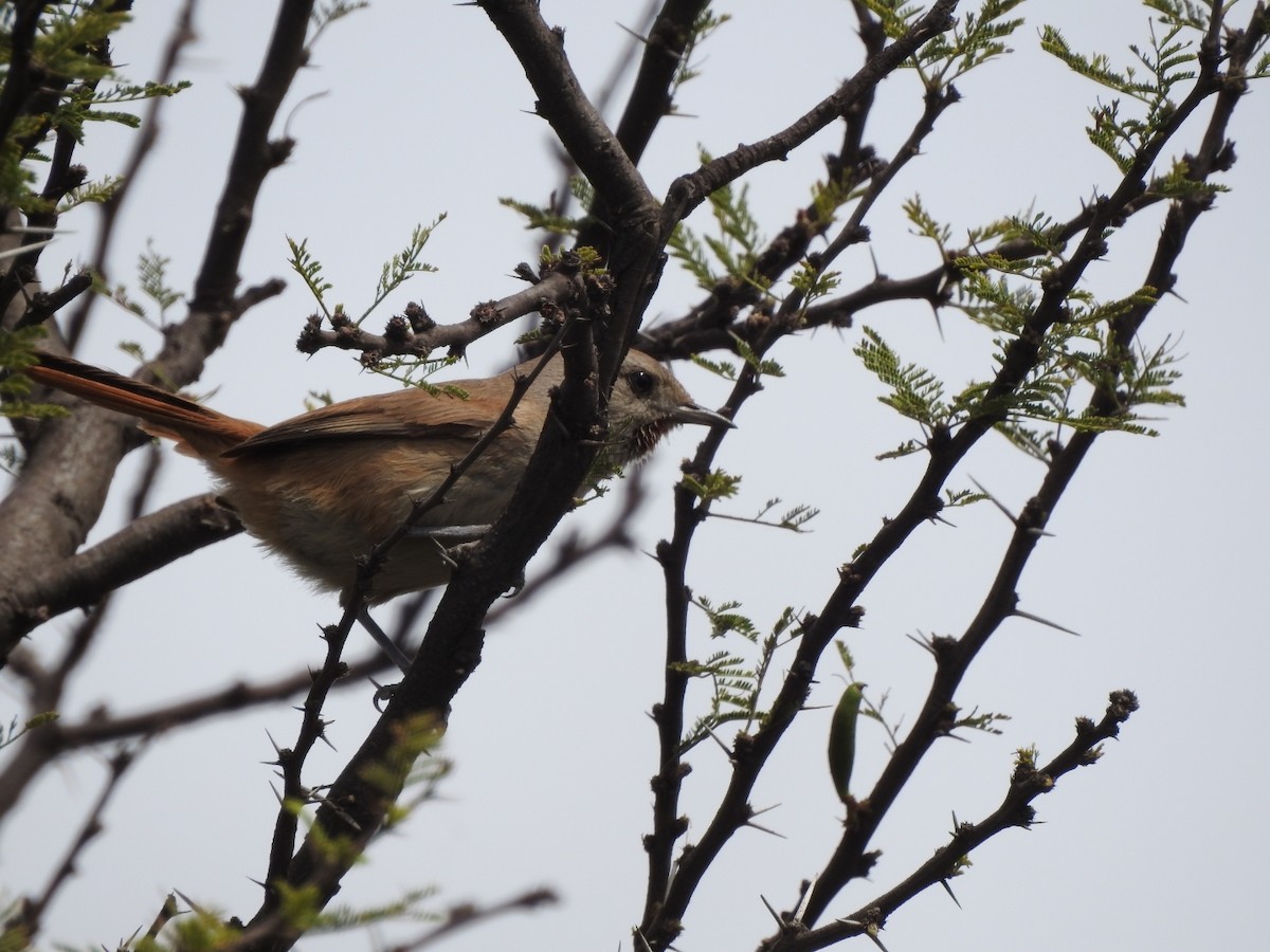 Synallaxe à bec court - ML646638461