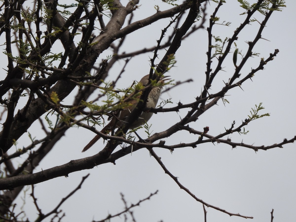 Synallaxe à bec court - ML646638462