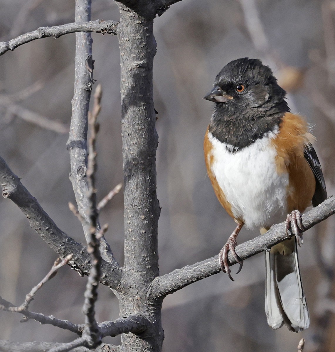 Spotted Towhee - ML646638463