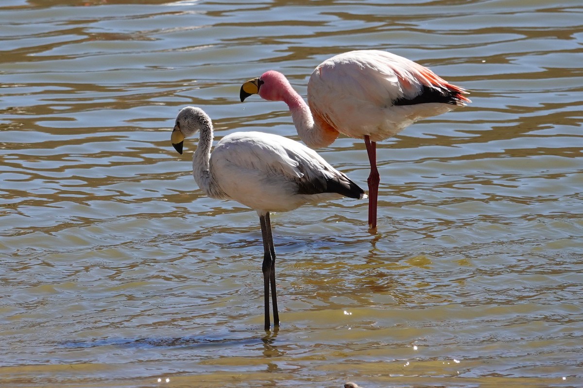 James's Flamingo - ML646638465