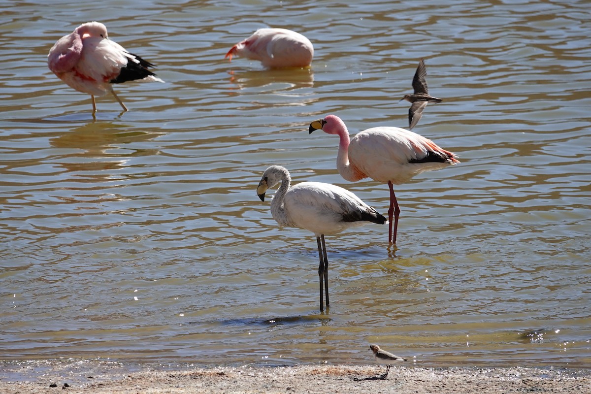 James's Flamingo - ML646638466