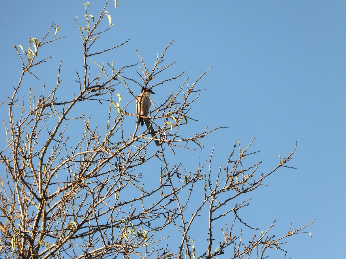 Сорока іберійська - ML646638467