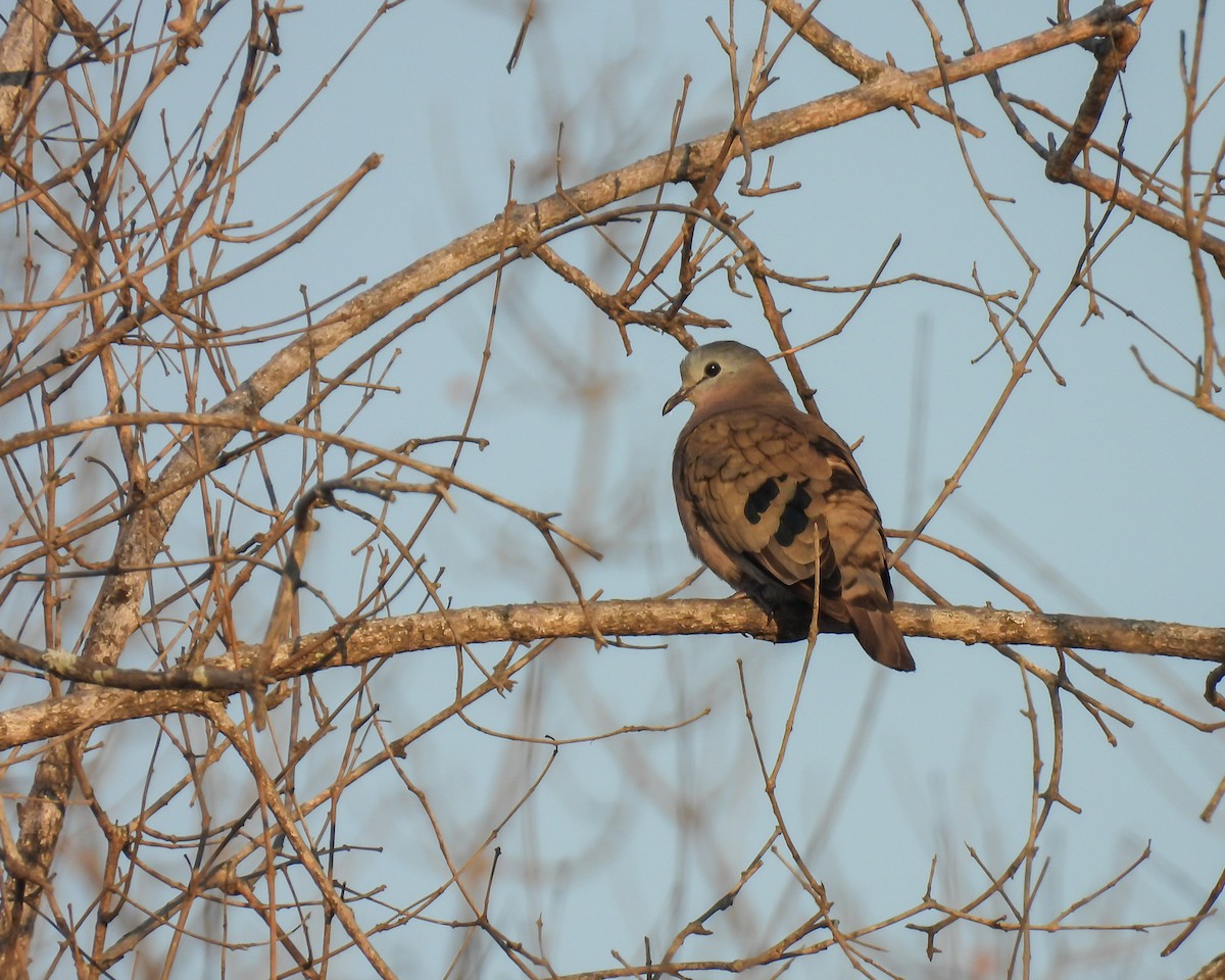 Emerald-spotted Wood-Dove - ML646638468