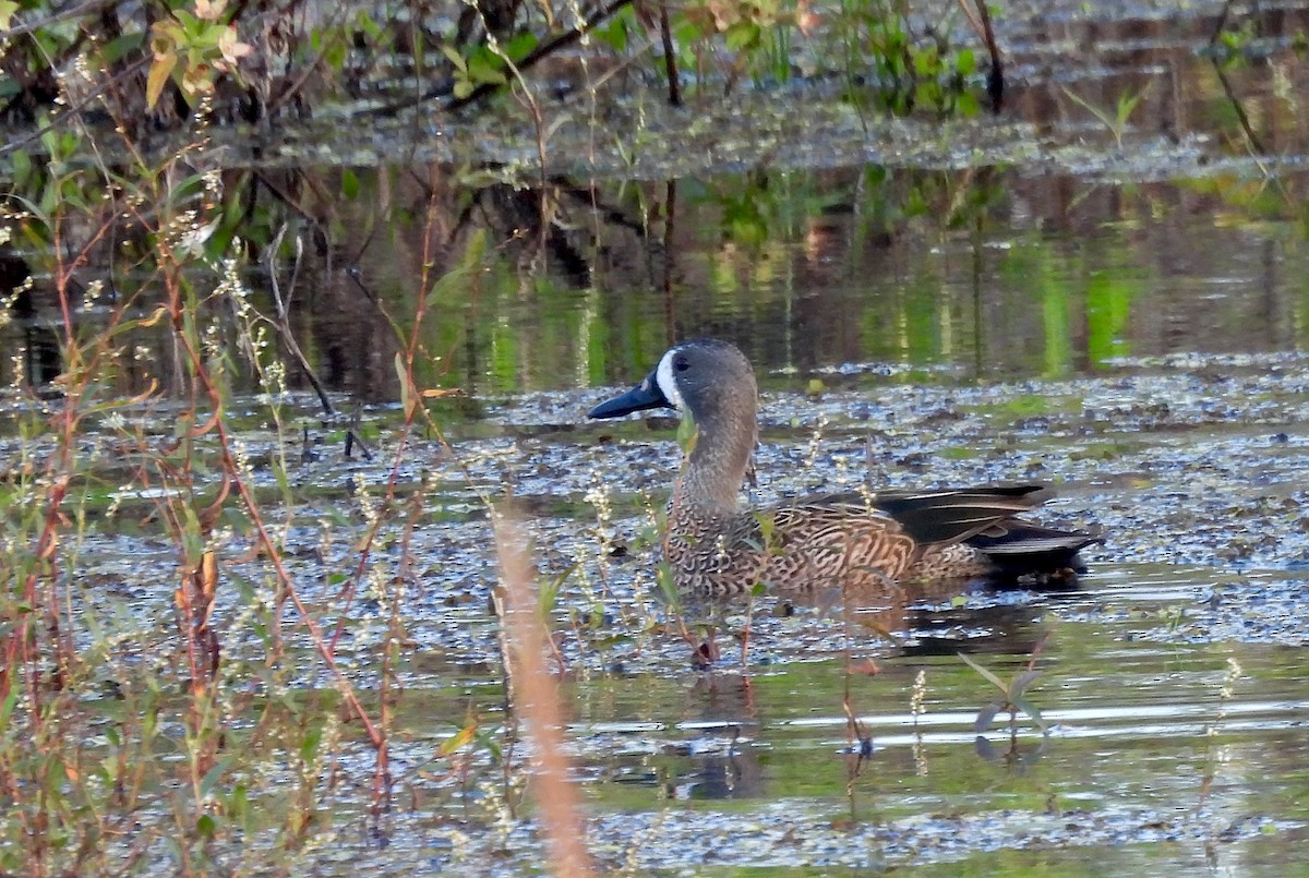 Blue-winged Teal - ML646638479