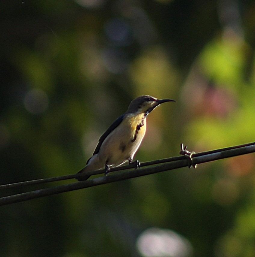 Purple Sunbird - ML646638480