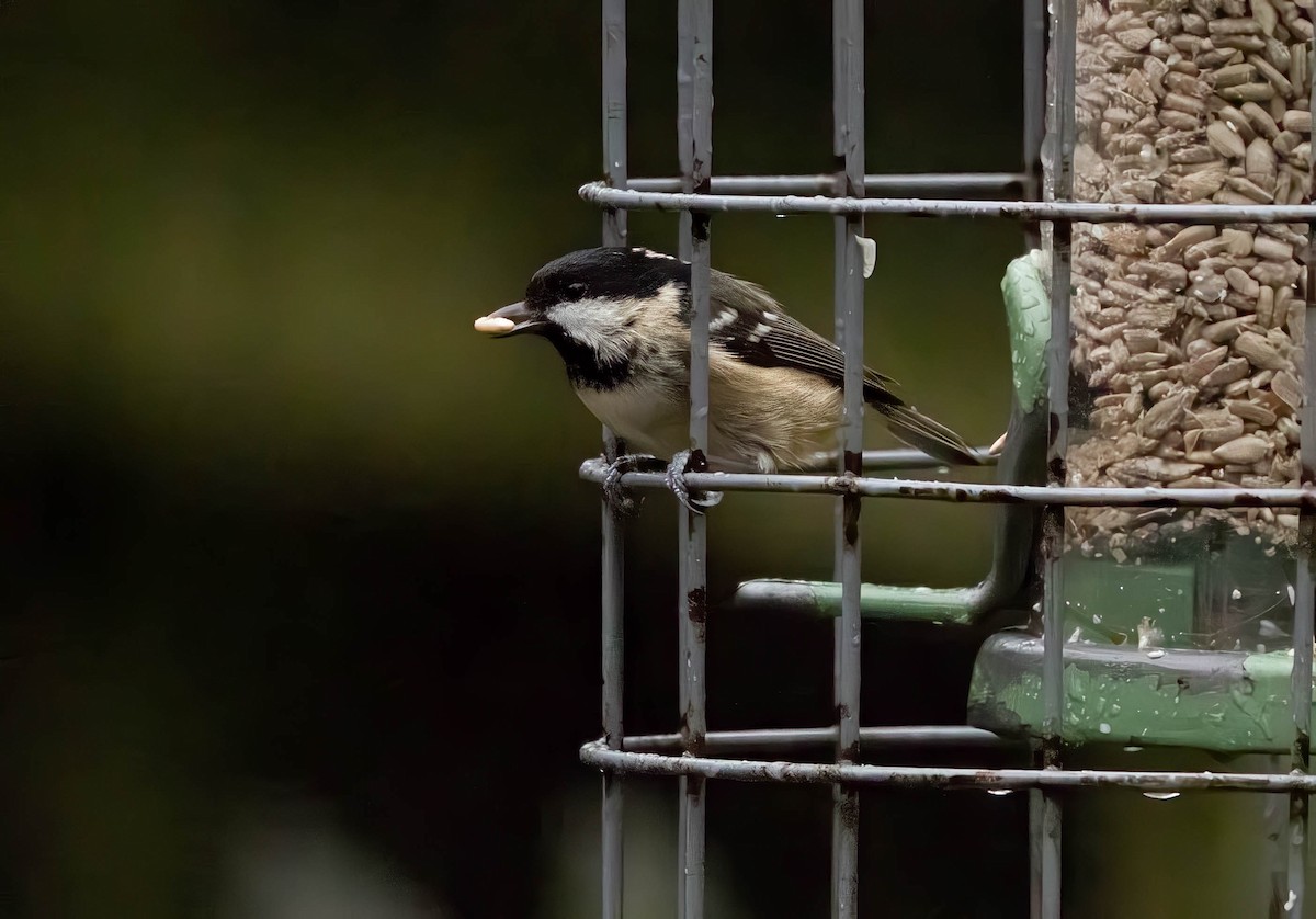 煤山雀 - ML646638481