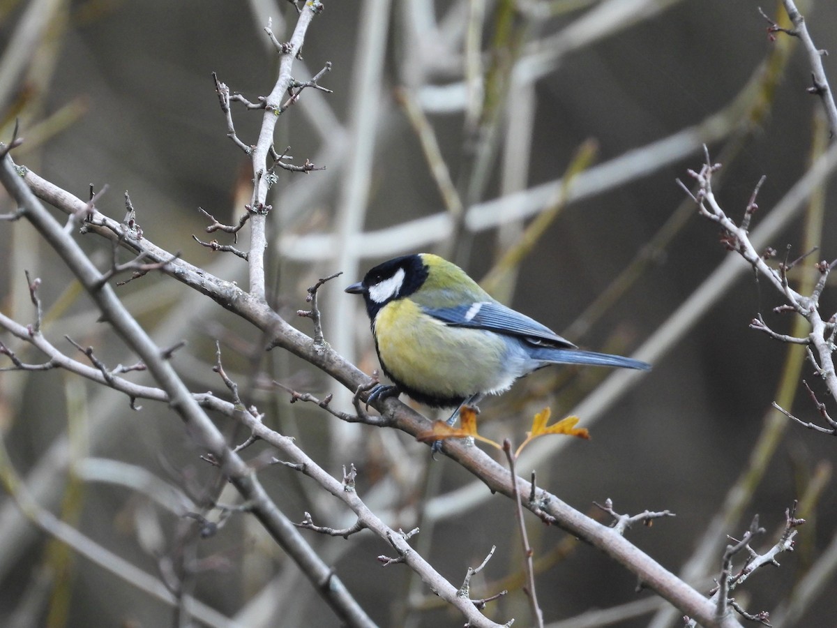 Синиця велика - ML646638482