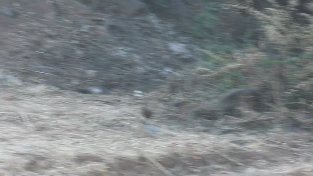 Moustached Turca - ML646638483