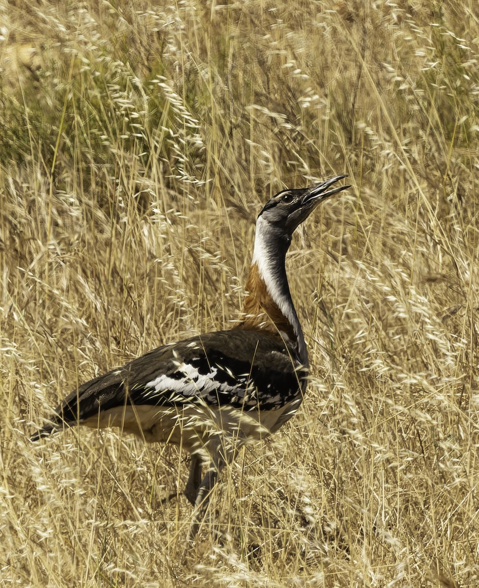 Savannentrappe - ML646638484