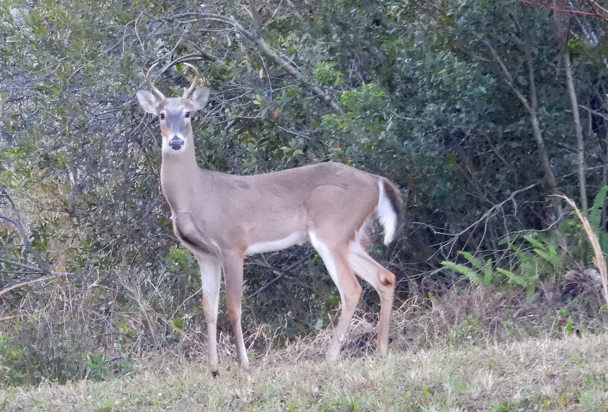 White-tailed Deer - ML646638489