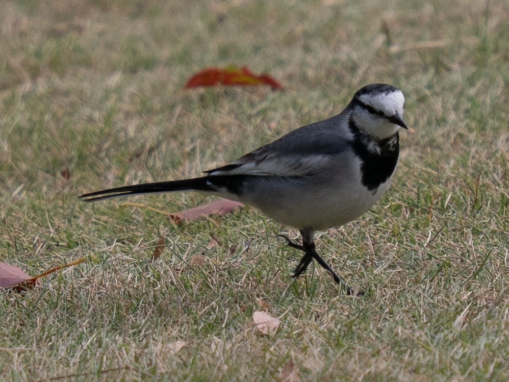 linerle - ML646638498