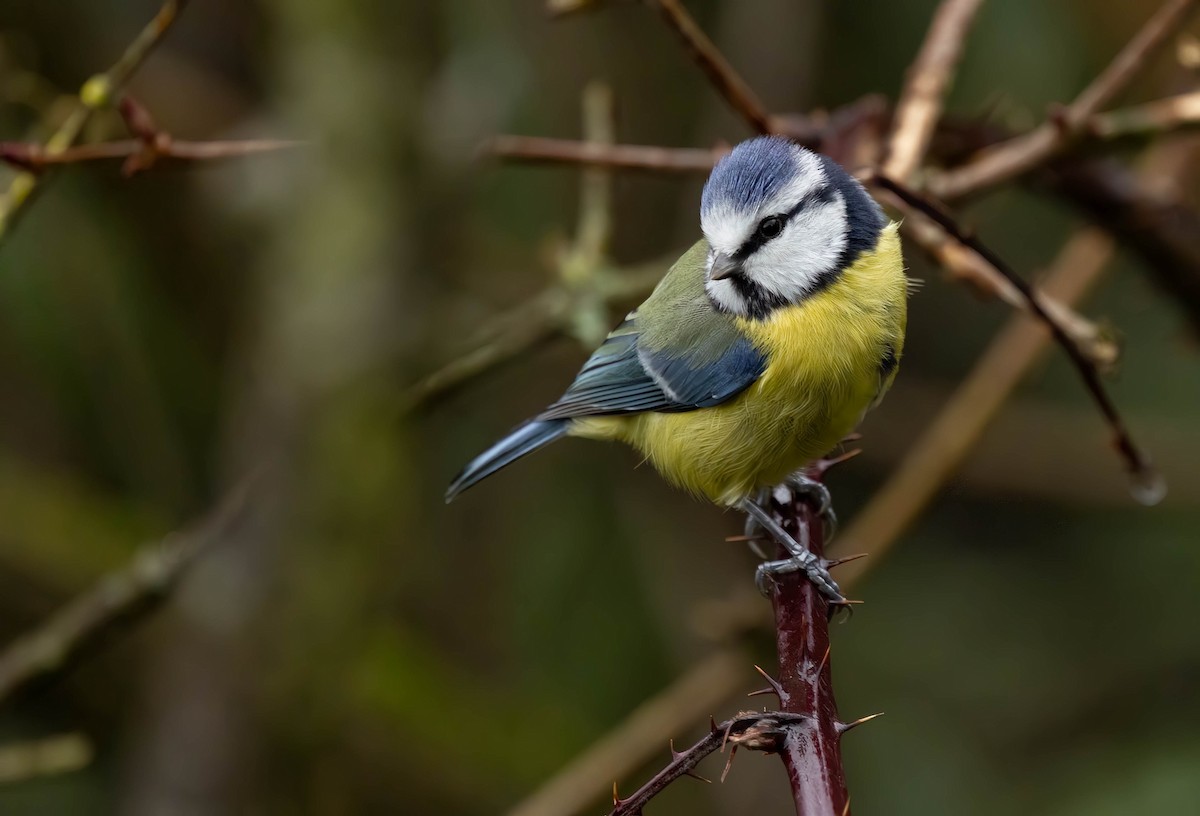 Eurasian Blue Tit - ML646638500