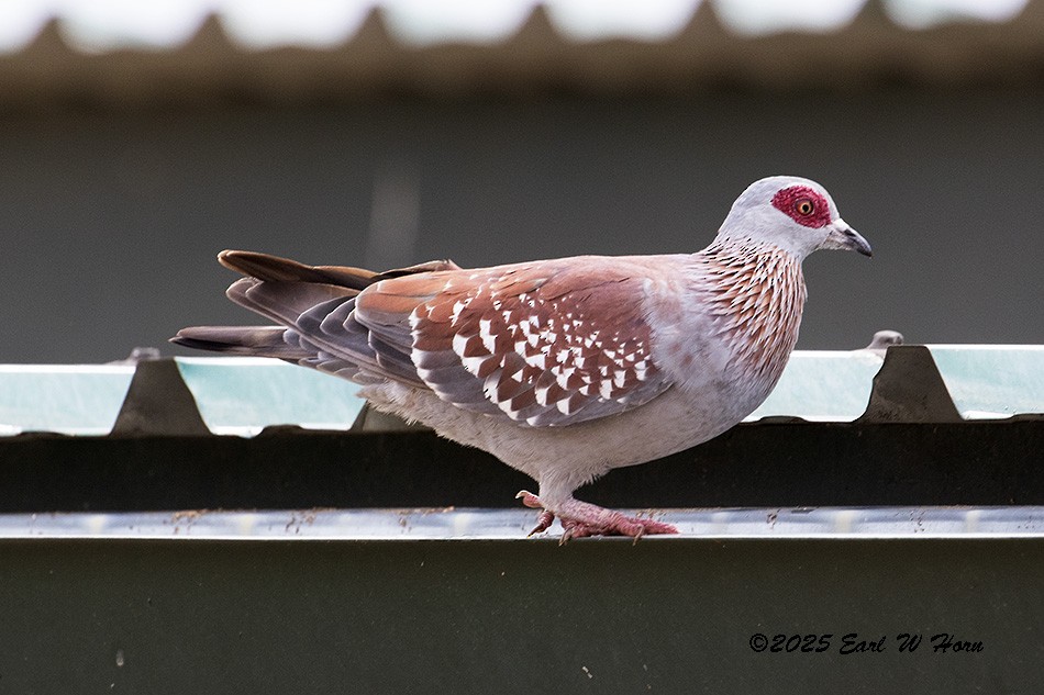 Speckled Pigeon - ML646638501