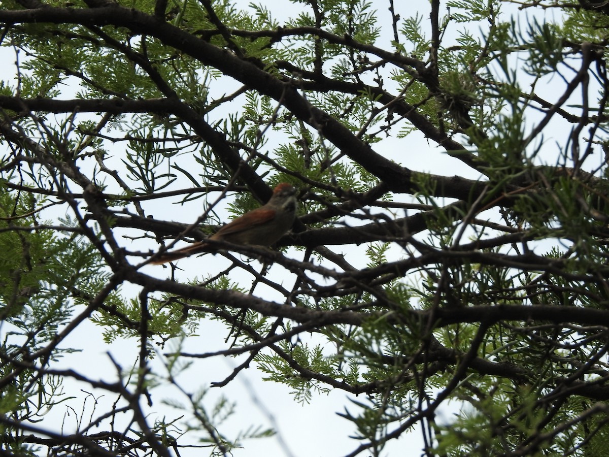 Synallaxe albane - ML646638503