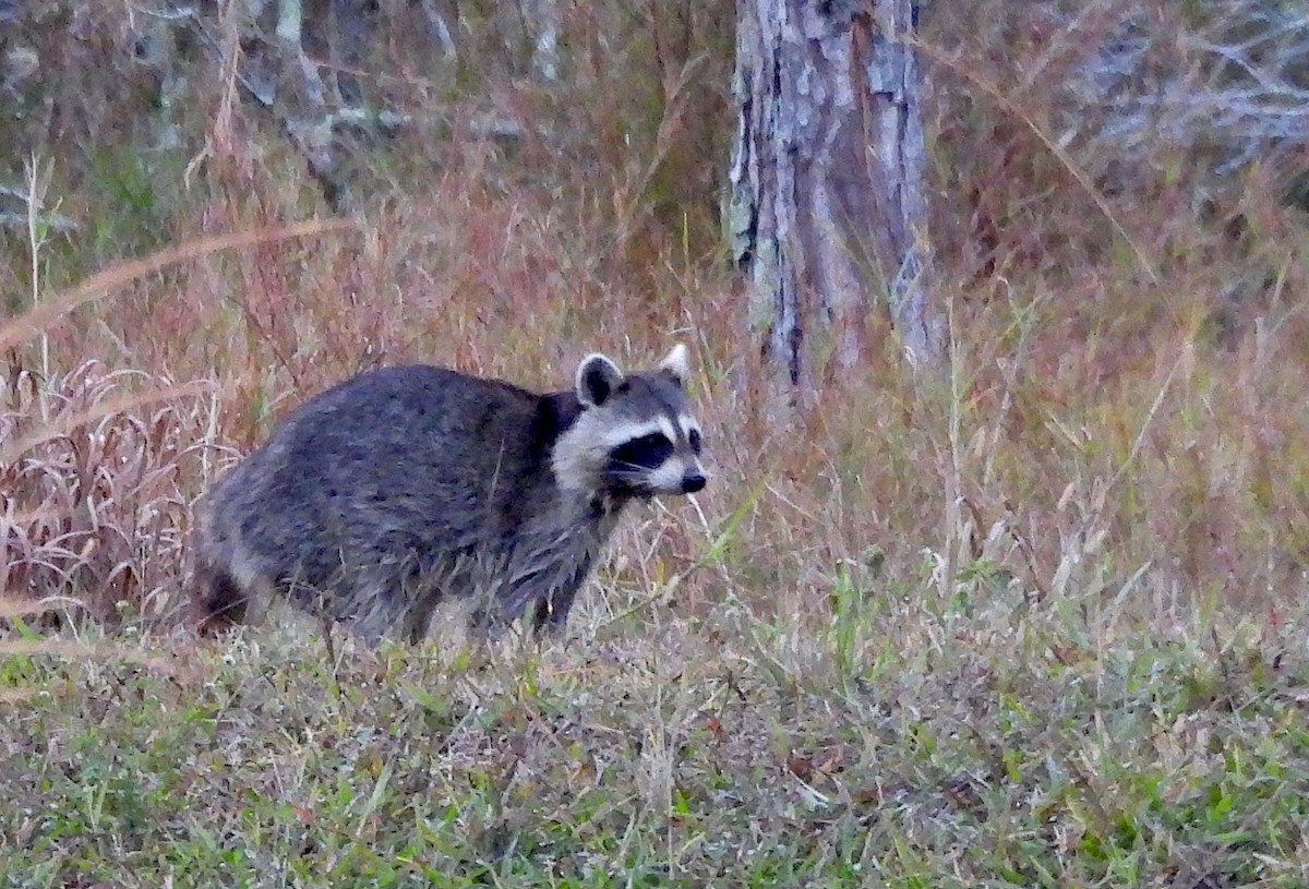 Raccoons - ML646638504