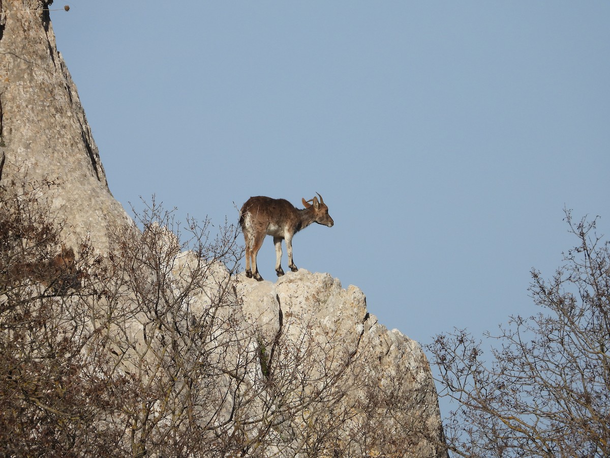 Mammals - ML646638505